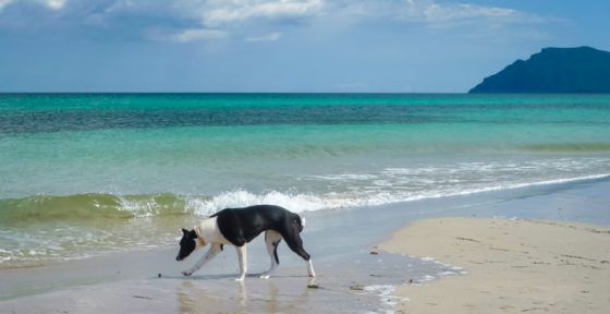 ᐅ Die besten Tipps für den Urlaub mit Hund auf Mallorca (2021)